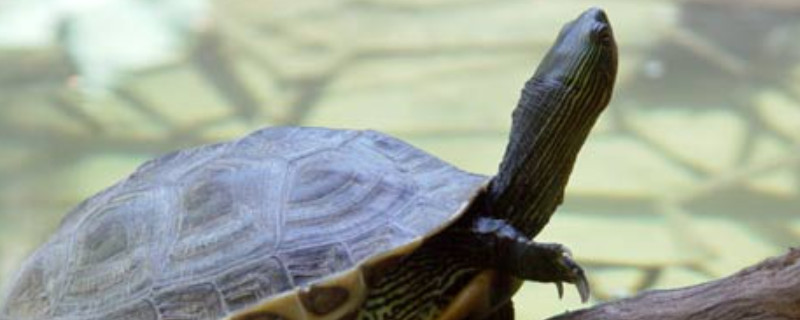 珍珠龟是陆龟还是水龟