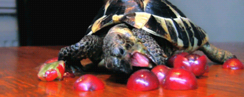 乌龟不吃东西怎么办才能让他吃