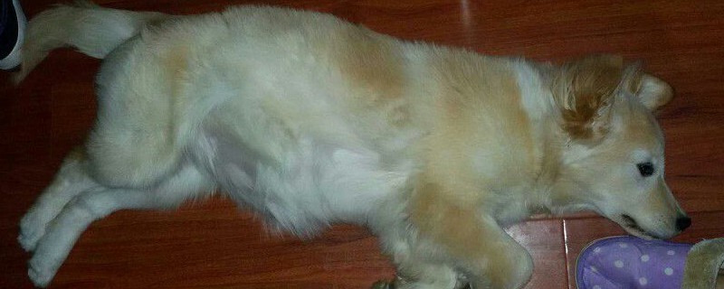 狗腹水是怎么引起的 宠物圈