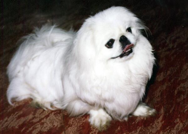 京巴犬曾是宫廷的贵族犬，现在却受到嫌弃