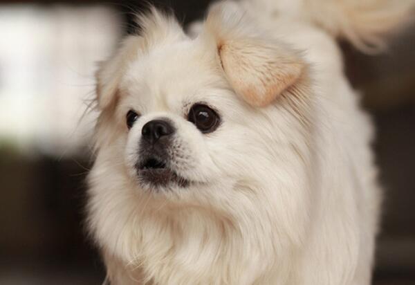 京巴犬曾是宫廷的贵族犬，现在却受到嫌弃