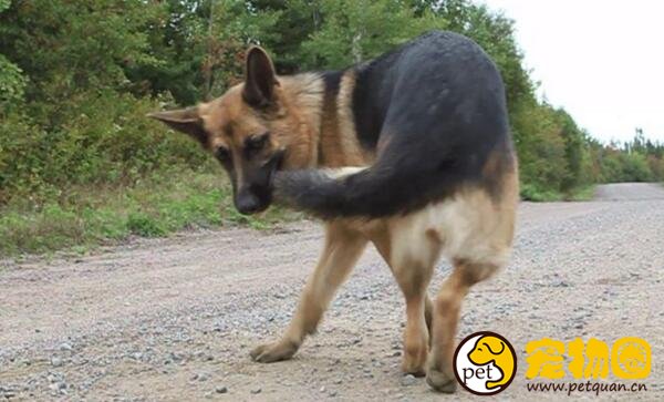 狗狗为什么喜欢咬自己尾巴，有可能是强迫症犯了