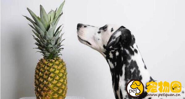 狗可以吃芒果吗，吃多了会导致脱水甚至威胁生命