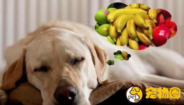 狗可以吃芒果吗，吃多了会导致脱水甚至威胁生命