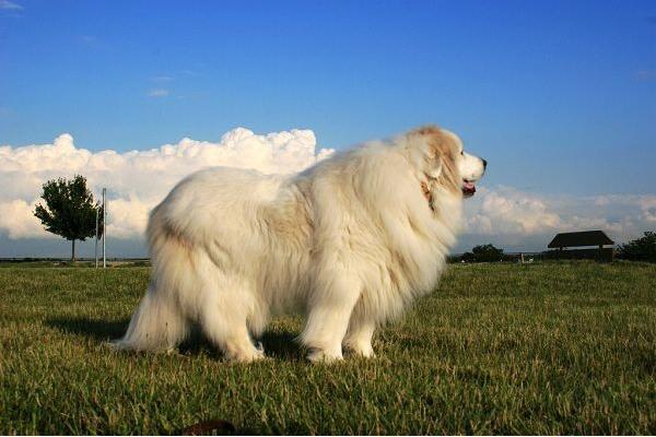 大白熊犬是当今世界力气最大的狗，一身肌肉却酷爱撒娇