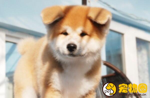 忠犬八公是什么狗，日本著名的国犬秋田犬