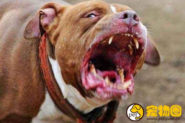 世界十大恶犬排名，加纳利犬连主人都敢咬(不适合作为家养犬)