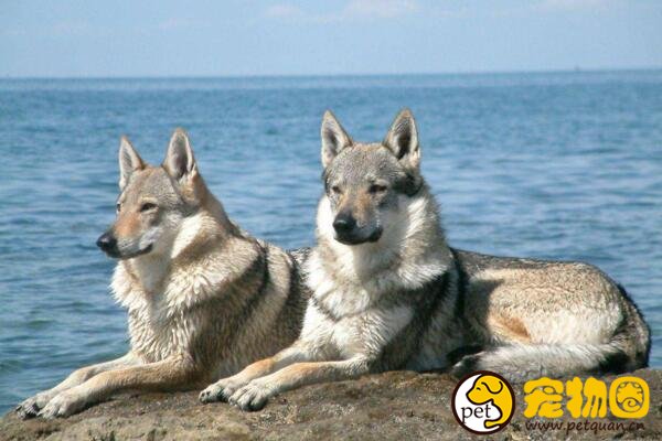 捷克狼犬简直和狼一模一样，国内却出现假冒狼犬害人