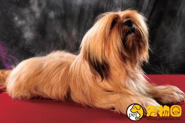 拉萨犬有驱魔圣犬之称，神秘且稀少的贵族之犬
