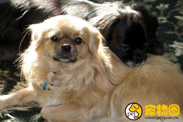 袖狗多少钱一只，比吉娃娃还小好多的超小型西藏猎犬