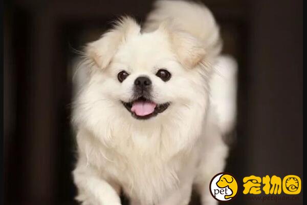 京巴狗是我国最普及的观赏犬之一，秦始皇都特别钟爱它