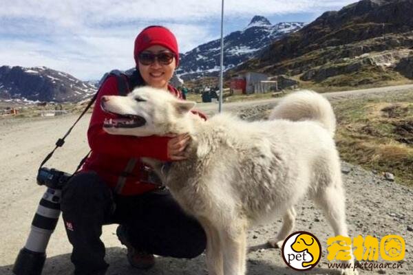 曾经的冰原之狼格陵兰犬，能生存与零下几十度的野外