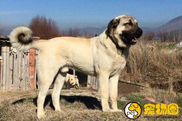 土耳其的国宝坎高犬，和大熊猫地位相当的外交法宝