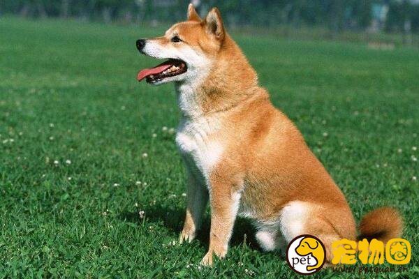 十大忠诚的狗排名，第一的中华田园犬PK掉日本秋田犬