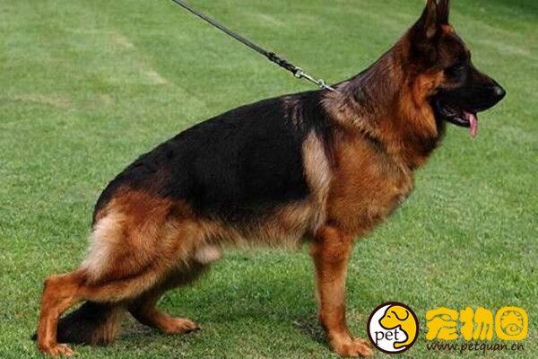 十大忠诚的狗排名，第一的中华田园犬PK掉日本秋田犬