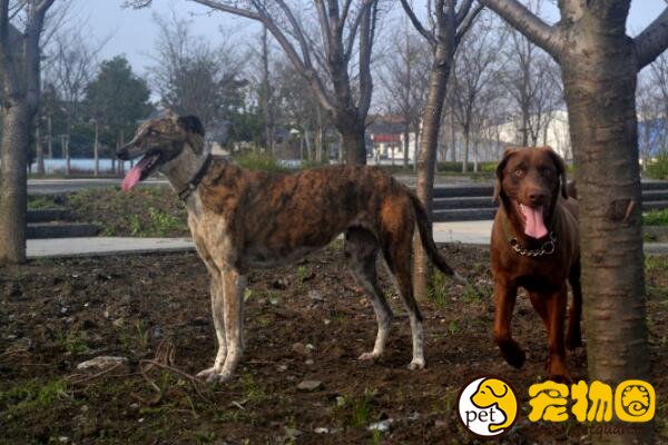 中国细犬是哮天犬的原型，被外国宠物犬挤掉市场(近乎灭绝)