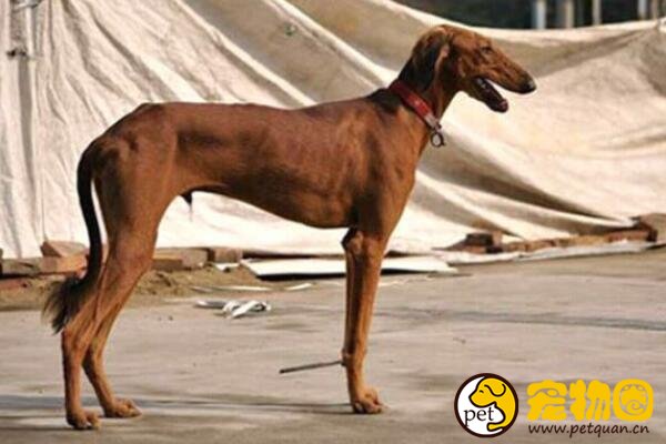 中国细犬是哮天犬的原型，被外国宠物犬挤掉市场(近乎灭绝)