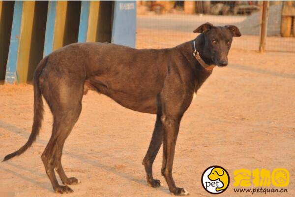 灵缇也被称作格力犬，是极为难得的纯种犬(一只高达20万元)