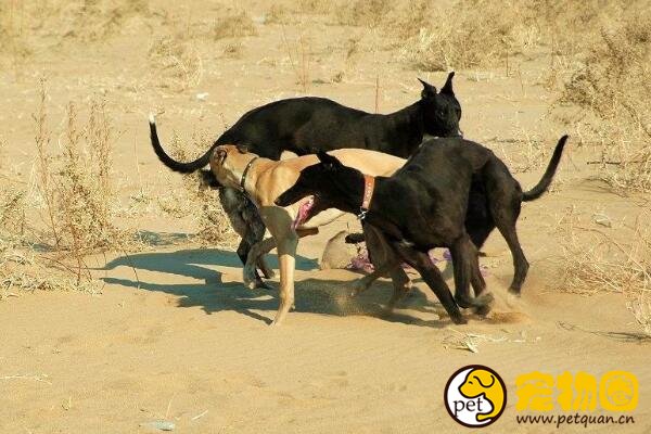 灵缇也被称作格力犬，是极为难得的纯种犬(一只高达20万元)