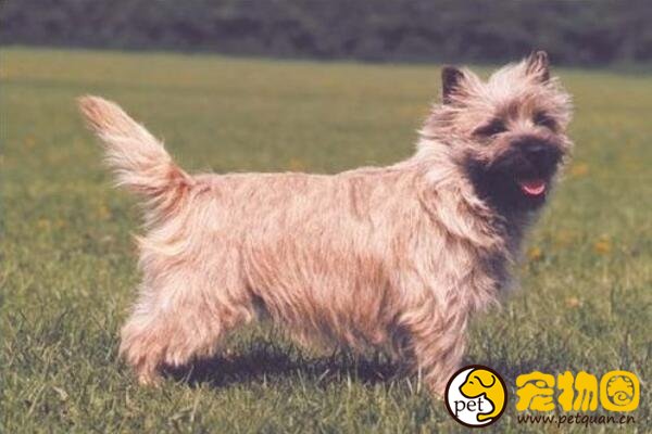 凯恩梗犬是工作犬里最小的犬种，非常在乎主人对自己的爱