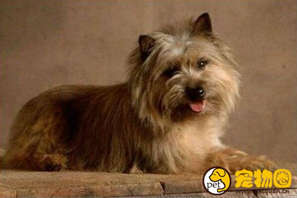 凯恩梗犬是工作犬里最小的犬种，非常在乎主人对自己的爱