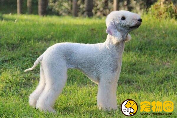 贝灵顿梗是可爱的混血绵羊犬，又能欣赏又能看家
