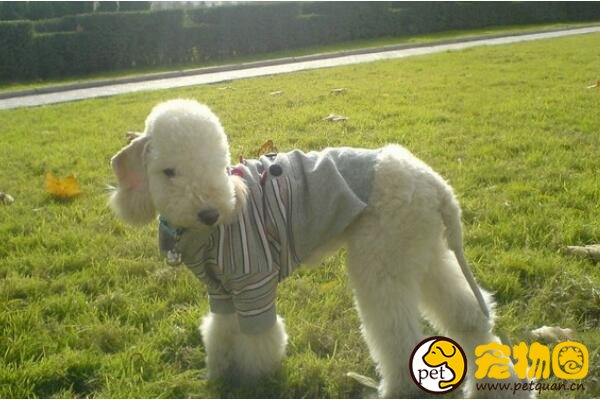贝灵顿梗是可爱的混血绵羊犬，又能欣赏又能看家