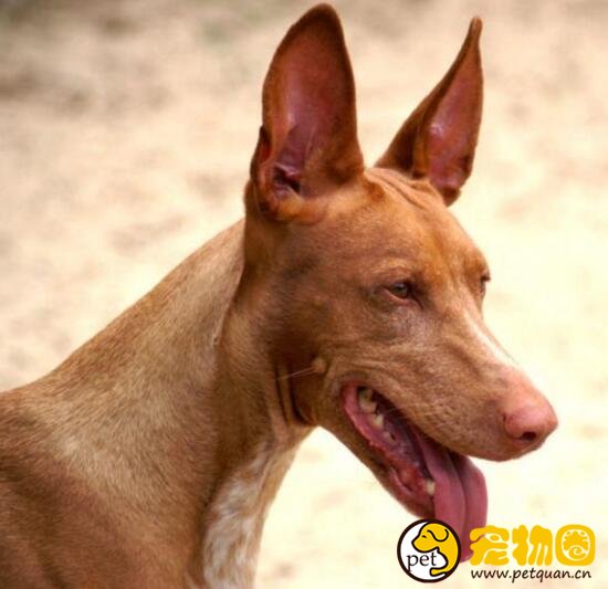 法老王猎犬天生高贵，5000年历史的古老犬种(马耳他国兽)
