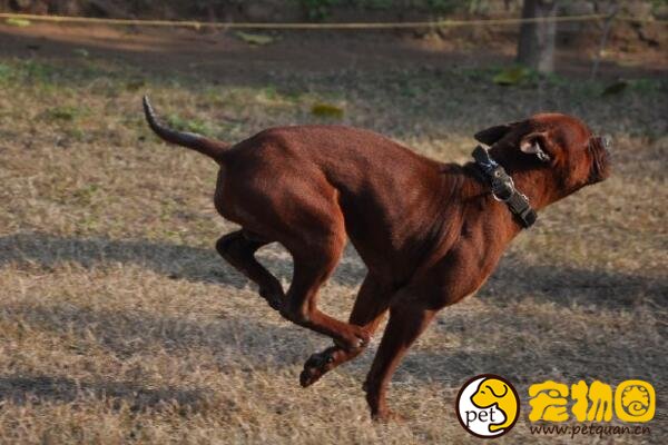 川东猎犬是世界稀有品种，仅中国特有的中型猛犬