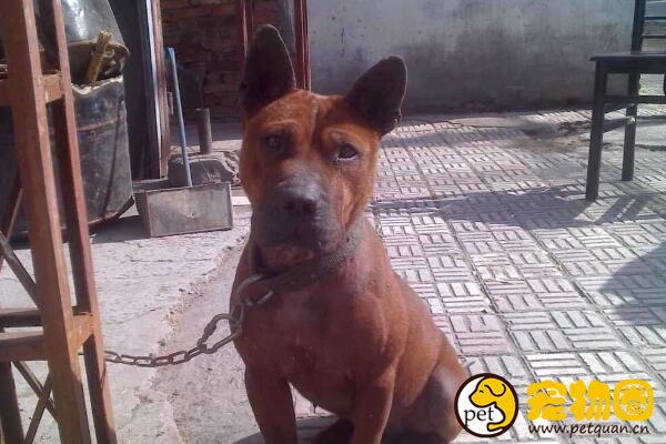 川东猎犬是世界稀有品种，仅中国特有的中型猛犬