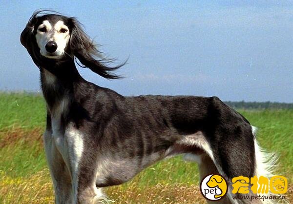 萨路基猎犬国内稀有，世界上极为珍贵的古老犬种