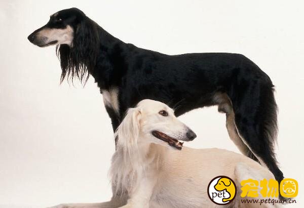 萨路基猎犬国内稀有，世界上极为珍贵的古老犬种
