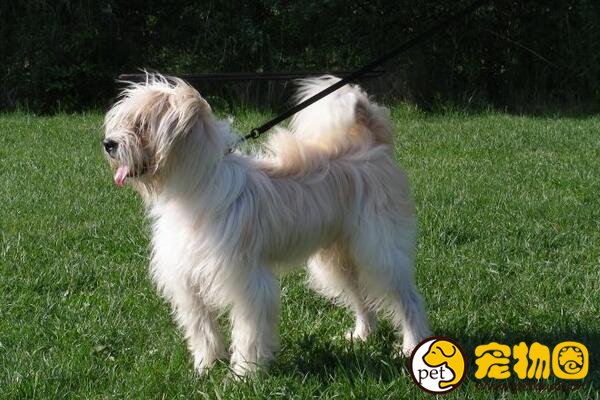 西藏梗不是梗犬而是牧羊犬，能给人带来好运(只送不卖)