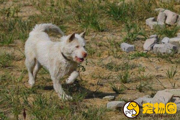 鄂伦春猎犬是不可多得的优秀猎犬，看耳朵分辨是否纯种