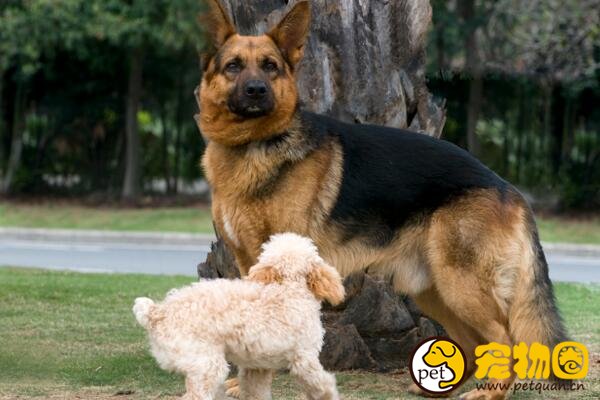 德国黑背犬是德牧品种的分支，稳坐警犬队伍第一把交椅