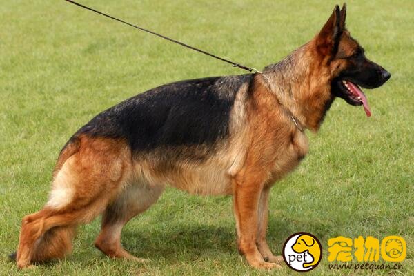 德国黑背犬是德牧品种的分支，稳坐警犬队伍第一把交椅