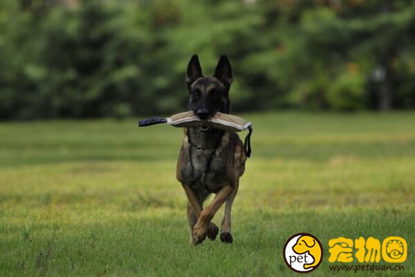 比利时马犬弹跳力惊人，世界军警界都重视的工作犬