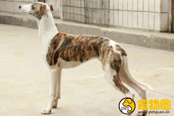灵缇狗是古法老都爱的宠物狗，古老犬种里极难得的纯种犬