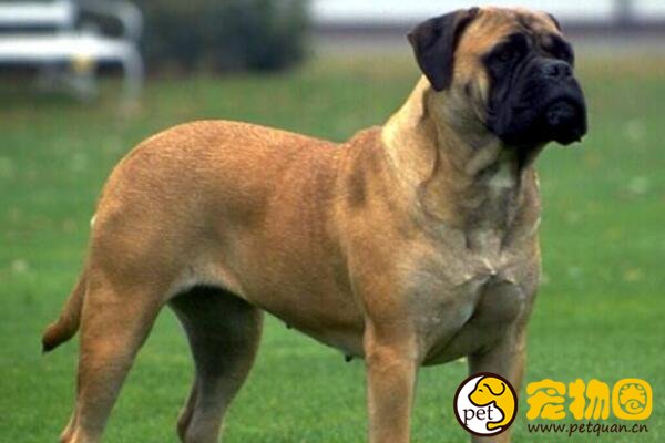 马士提夫犬是超大型犬，一餐能吃一大桶粮食(庄严高贵)