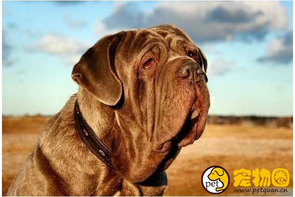 马士提夫犬是超大型犬，一餐能吃一大桶粮食(庄严高贵)