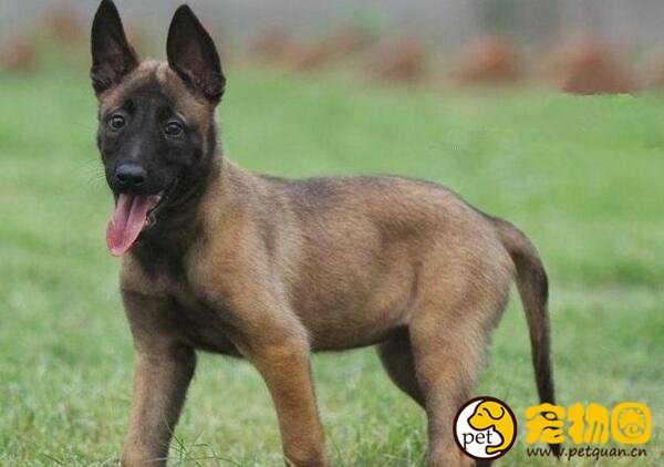 比利时马里努阿犬是著名军犬，想家庭饲养一定要做好准备