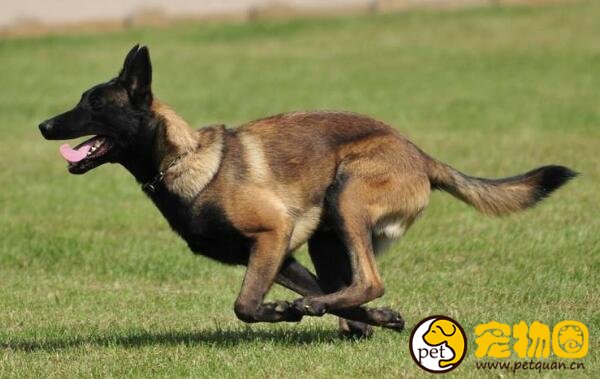 比利时马里努阿犬是著名军犬，想家庭饲养一定要做好准备