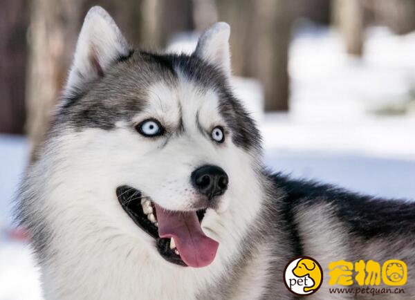 西伯利亚雪橇犬为什么叫哈士奇，其实阿拉斯加也是哈士奇