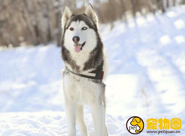 西伯利亚雪橇犬为什么叫哈士奇，其实阿拉斯加也是哈士奇