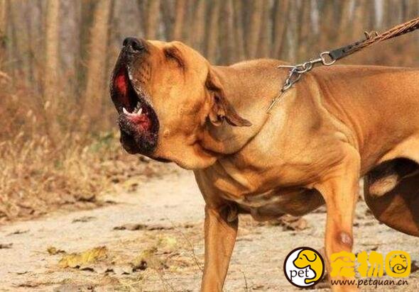 巴西非勒犬有多猛，攻击性强被多国禁止饲养