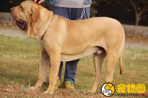 巴西非勒犬有多猛，攻击性强被多国禁止饲养