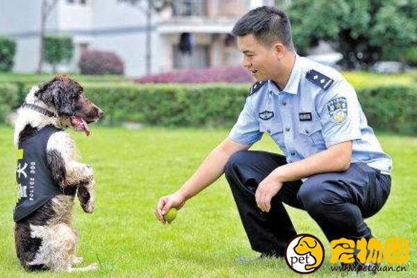 寻血猎犬世界上最出名的猎犬之一，中国把它训练成警犬