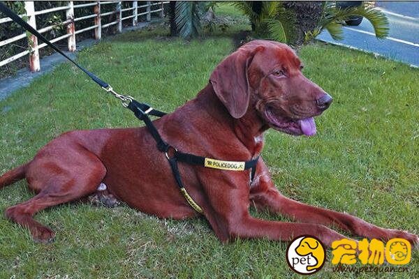 寻血猎犬世界上最出名的猎犬之一，中国把它训练成警犬