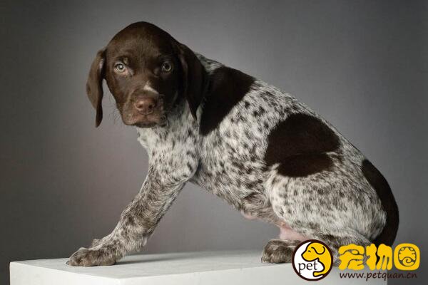 波音达猎犬是四犬杂交，嗅觉非常灵敏的指示猎犬(可做家庭犬)