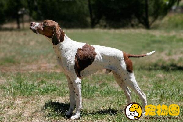 波音达猎犬是四犬杂交，嗅觉非常灵敏的指示猎犬(可做家庭犬)